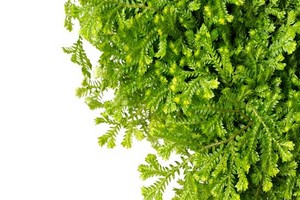 Widliczka (Selaginella) - uprawa i odmiany