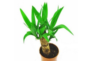 Jukka (Yucca) - pupularna roślina domowa