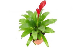 Frizea (Vriesea) - egzotyczna roślina doniczkowa