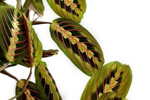 Maranta (Marantaa) - urokliwy kwiat doniczkowy