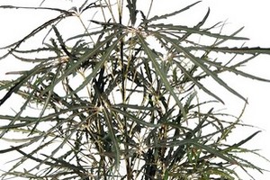 Dizygoteka (Szeflera) najwytworniejsza