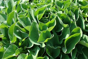 Funkia (Hosta) w ogrodzie