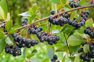 Aronia - uprawa i właściwości owoców