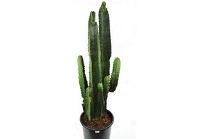 Wilczomlecze (Euphorbia) do domu i ogrodu