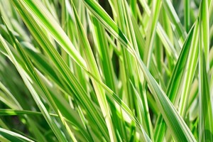 Turzyce - zróżnicowanie odmianowe i uprawa