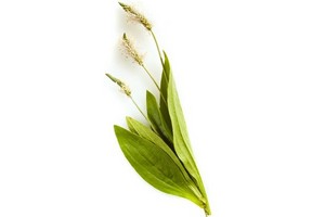 Babka lancetowata - roślina lecznicza