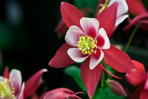 Orlik pospolity - ciekawy kwiat ogrodowy