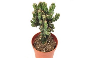 Cereus (Pałczak) peruwiański i inne odmiany