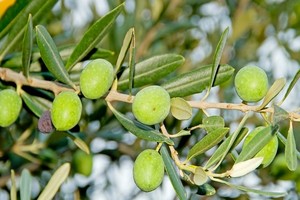 Oliwka europejska (drzewo oliwne) - zasady uprawy