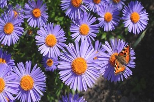 Aster alpejski - wyjątkowo ozdobna bylina ogrodowa