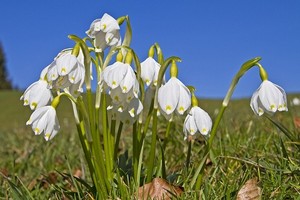 Śnieżyca - kwiat zagrożony wyginięciem