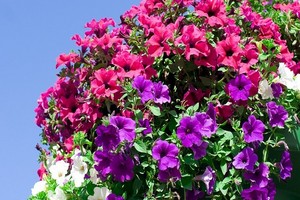 Surfinia (Petunia) - ozdobą przydomowego ogrodu i balkonu