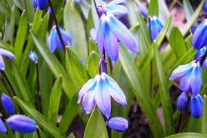 Cebulica (dwulistna, syberyjska) - uprawa i rozmnażanie