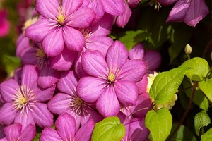 Powojnik (Clematis, Klematis) - uprawa i pielęgnacja