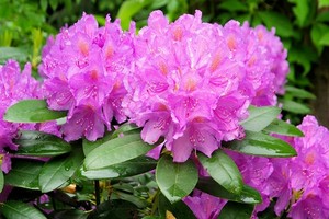 Rododendron (azalia, różanecznik) - uprawa, odmiany i rozmnażanie