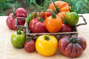 Odmiany pomidorów - charakterystyka najlepszych