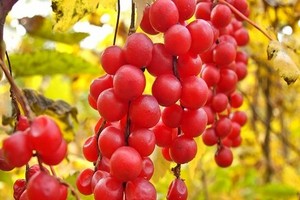 Cytryniec chiński - uprawa i właściwości