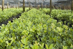 Ostrokrzew paragwajski, czyli yerba mate - uprawa i właściwości