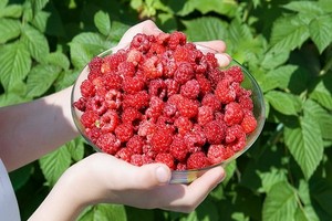 Odmiany malin letnich i jesiennych do uprawy w Polsce