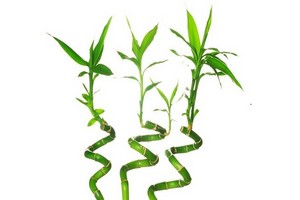 Lucky Bamboo (Dracena sanderiana, sandera) - uprawa, rozmnażanie i pielęgnacja