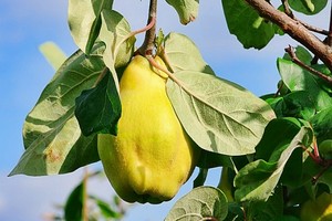 Uprawa i pielęgnacja pigwy w naszym ogrodzie