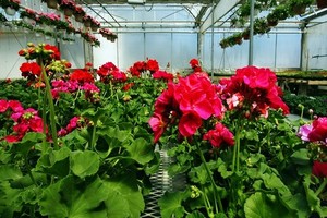 Zimowanie pelargonii zgodne z zasadami