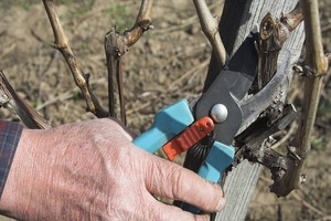 Cięcie winogron - rodzaje, cel i termin przycinania