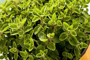 Oregano, czyli lebiodka pospolita (dziki majeranek)