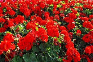 Rozmnażanie pelargonii z sadzonek i nasion