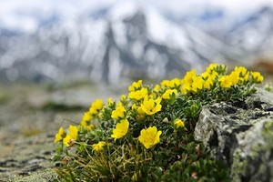 Pięciornik - uprawa, gatunki, odmiany i zastosowanie