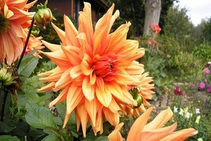 Dalia ogrodowa - odmiany, uprawa i sadzenie