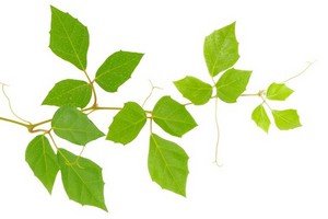 Cissus - prawidłowa uprawa i pielęgnacja