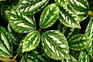 Pilea Cadiera - kwiat ceniony ze względu na efektowne liście