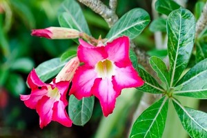 Adenium arabskie (opasłe), róża pustyni - efektowny kwiat doniczkowy