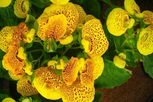 Kalceolaria, Pantofelnik - oryginalny kwiat doniczkowy