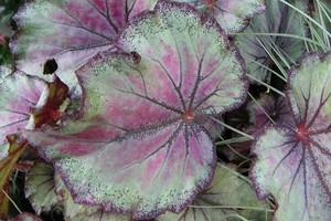 Begonia królewska (Ukośnica) - uprawa, rozmnażanie i odmiany