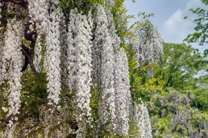 Glicynia japońska (kwiecista), wisteria, słodlin - niesamowite pnącze