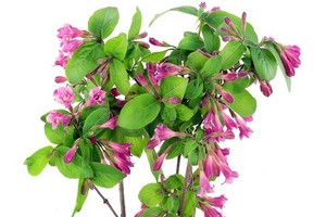 Krzewuszka cudowna (Weigela Florida) - uprawa, odmiany i rozmnażanie