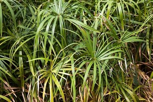 Papirus (cibora, cyperus) - uprawa, pielęgnacja i odmiany