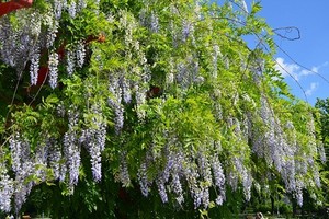 Glicynia chińska, słodlin, wisteria - uprawa, pielęgnacja i przycinanie