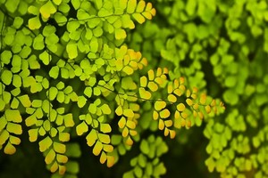 Adiantum (Niekropień, Złotowłos) - paproć warta uwagi