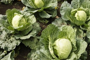 Uprawa, rozsada i odmiany kapusty gruntowej