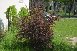Odmiany berberysów - różnorodne i piękne