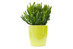 Grubosz Hobbit - efektowny sukulent z rodzaju Crassula