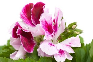 Pelargonie angielskie, wielkokwiatowe - uprawa, rozmnażanie i choroby