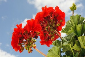 Uprawa pelargonii z sukcesem