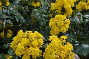 Mahonia - uprawa, pielęgnacja i odmiany