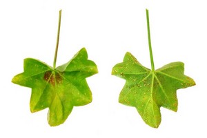Choroby i szkodniki pelargonii
