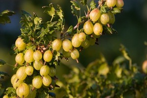 Uprawa agrestu piennego