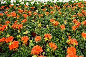 Pielęgnacja pelargonii krok po kroku